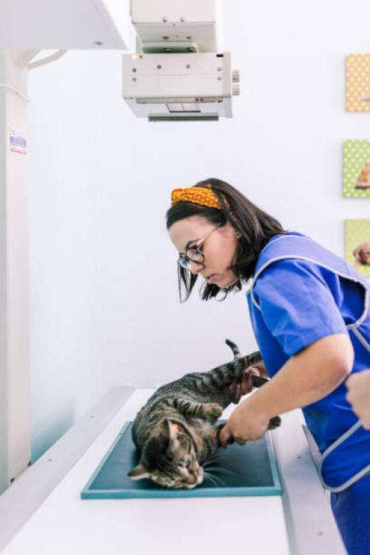 Exame Laboratoriais para Animais Vila Nogueira - Exame de Sangue para Gato