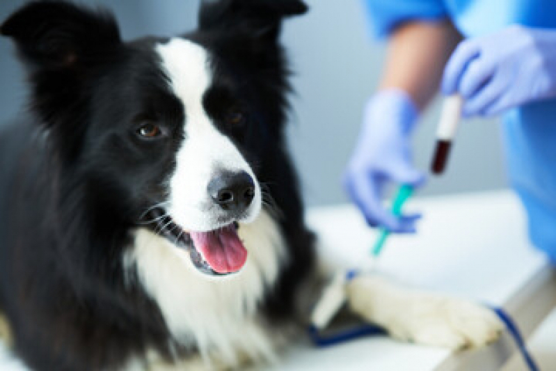 Exames Laboratoriais Animais Marcar Jardim São Marcos - Exames Laboratoriais para Cachorro