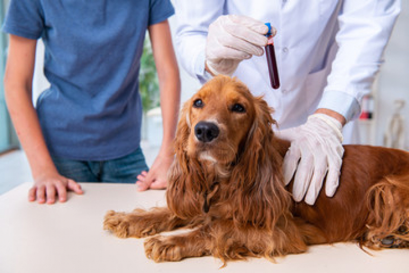 Exames Laboratoriais para Cachorro Agendar Jardim Samambaia - Exames Laboratoriais para Cachorro