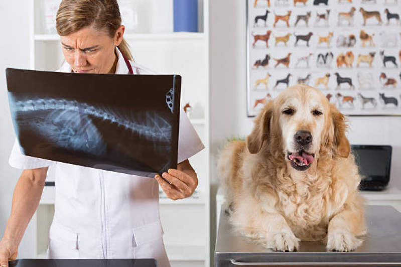 Exames Laboratoriais Veterinários Marcar Recanto do Sol - Exame Cardiograma para Animais