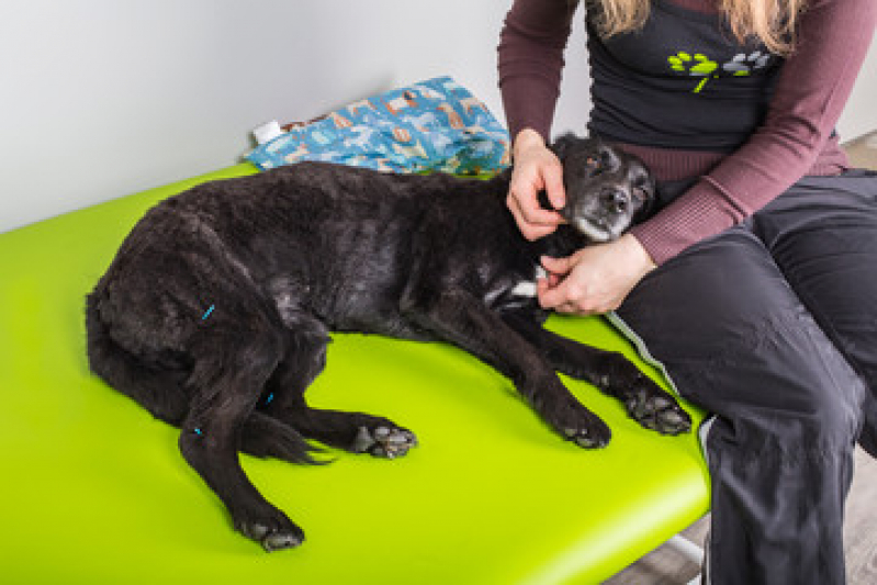 Laserterapia Animal Preço Parque Fazendinha - Laserterapia para Cães e Gatos