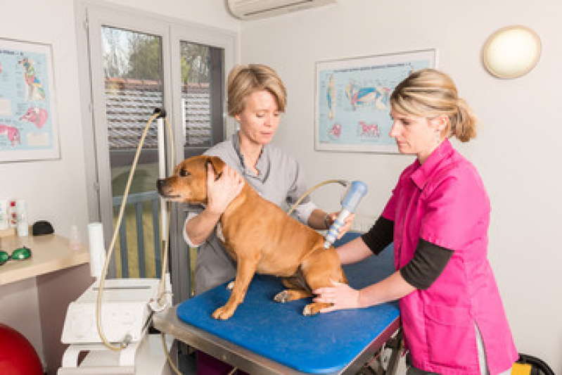 Laserterapia Animal Valores Jardim Santana - Laserterapia para Animais Domésticos