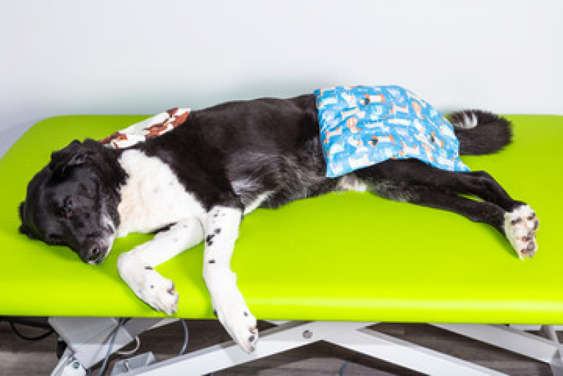 Laserterapia Animal Parque Santa Bárbara - Laserterapia para Gatos e Cachorros