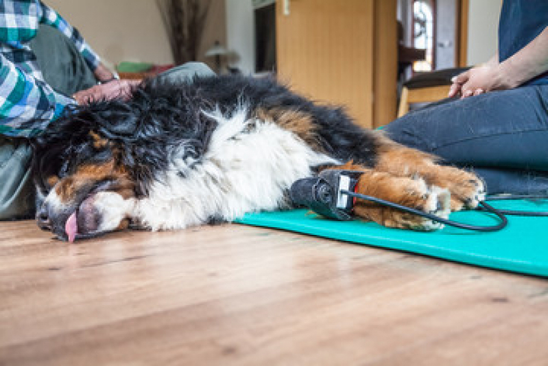 Laserterapia para Animais Domésticos Valores Jardim Florence - Laserterapia para Gatos e Cachorros