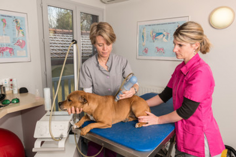 Laserterapia para Animais Domésticos Jardim Santa Terezinha - Laserterapia Pet Campinas
