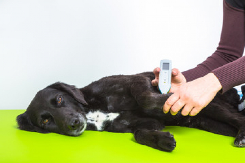 Laserterapia para Animais Pequenos Preço Distrito Industrial - Laserterapia para Cães