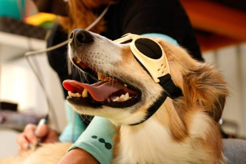 Laserterapia para Cães e Gatos Preço Vila Boa Vista - Laserterapia Animal