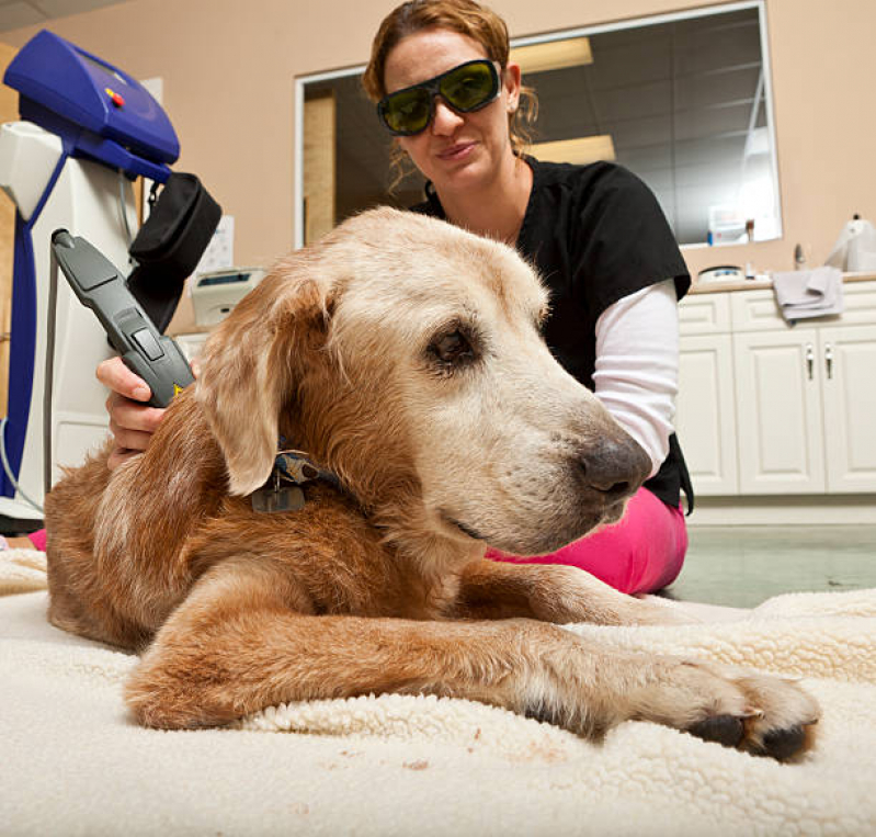 Laserterapia para Cães e Gatos Jardim Nova Itaguaçu - Laserterapia Animal