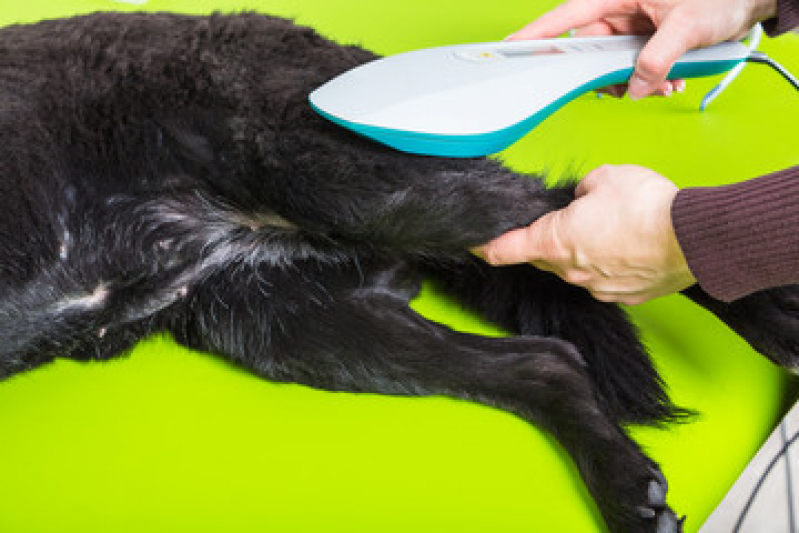 Laserterapia para Cães Preço Jardim Samambaia - Laserterapia para Animais
