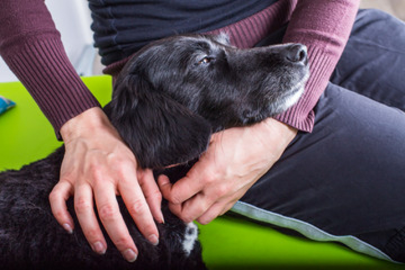 Laserterapia para Cães Jardim Nilópolis - Laserterapia para Animais
