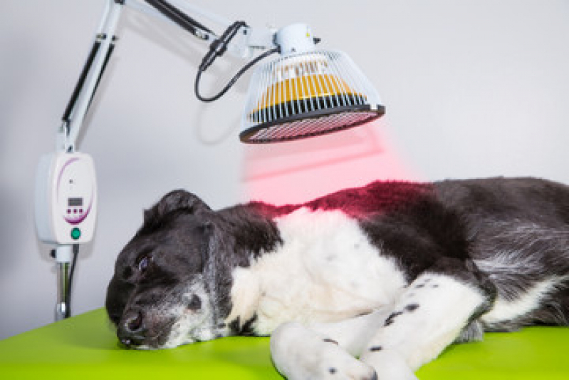 Laserterapia para Gatos e Cachorros Preço Jardim Campo Belo - Laserterapia Animal