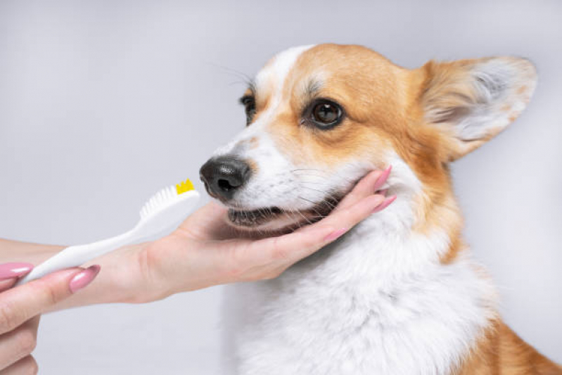 Limpeza de Tártaro Canina Bosque - Limpeza Dentária Canina
