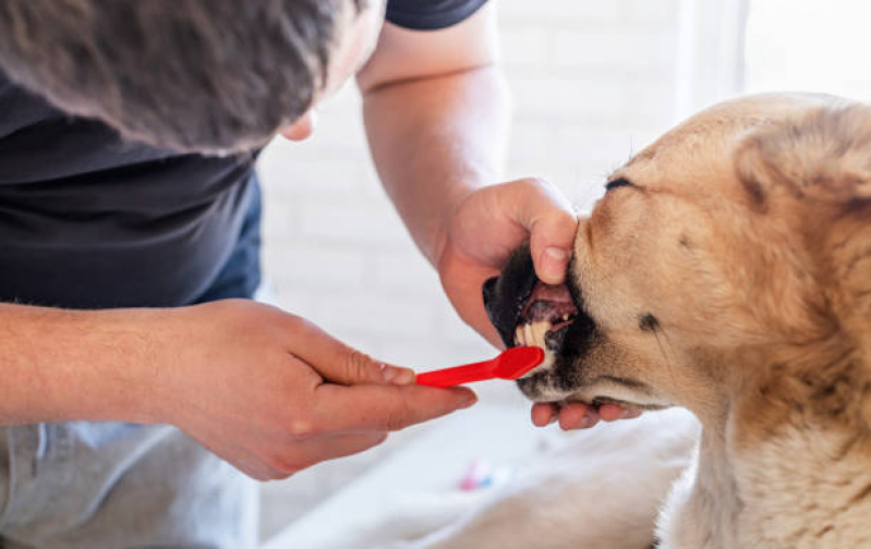 Limpeza de Tártaro de Cães Preço Vila Formosa - Limpeza Dentária Canina