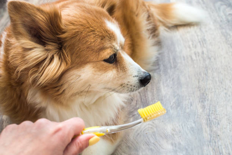 Limpeza de Tártaro em Cães Preço Jardim Esmeraldina - Limpeza Dentária Canina