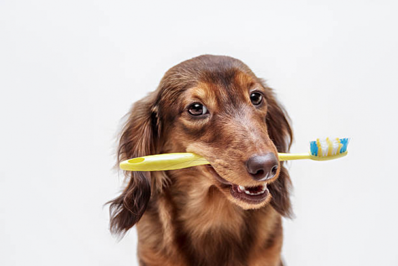 Limpeza de Tártaro para Cães Jardim Santana - Limpeza Dentária Canina