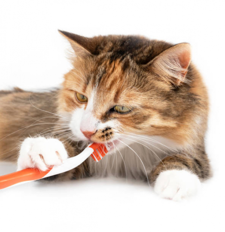 Limpeza de Tártaro para Gatos Preço Bananal - Limpeza Dentária Canina