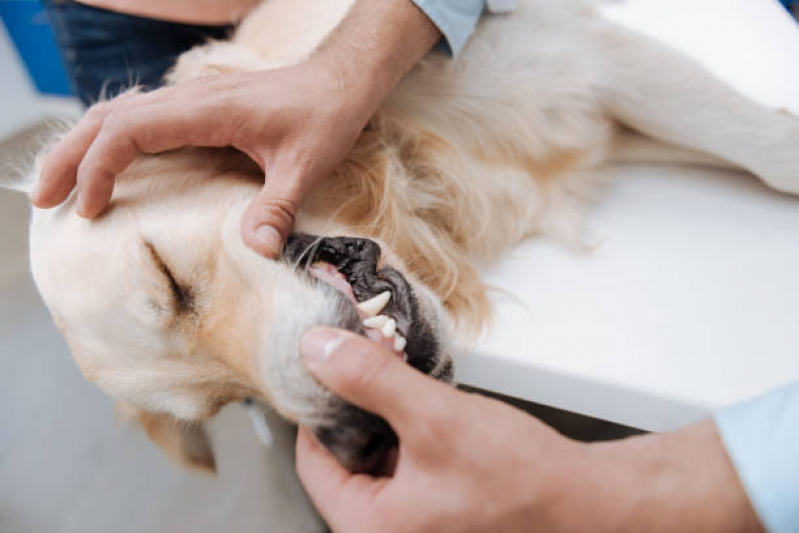Limpeza Dentária Canina Preço Parque Shangrilá - Limpeza de Tártaro de Cães