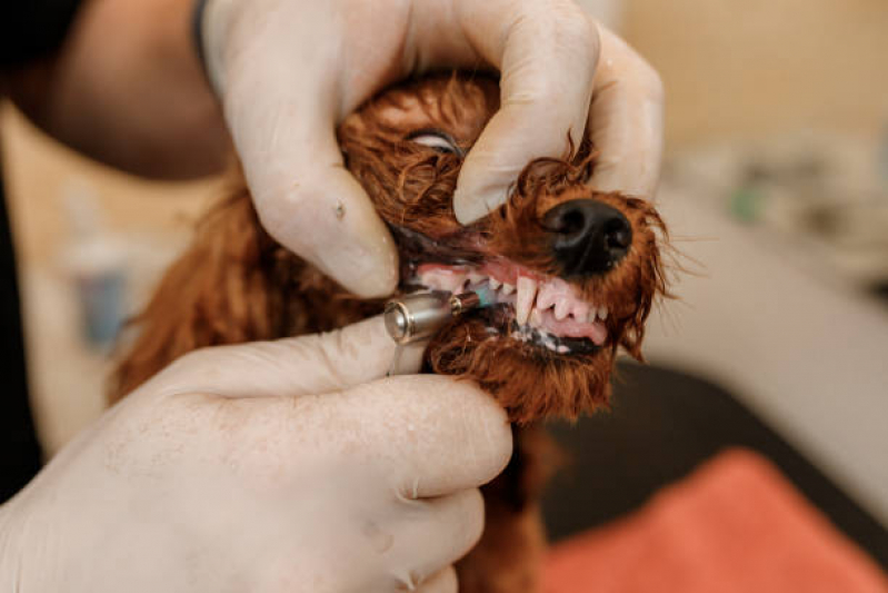 Limpeza Dentária Canina Parque das Indústrias - Limpeza de Tártaro Canino