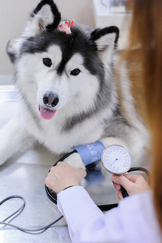 Odonto para Animais Orçamento Gramado - Odontologia para Cachorros de Médio Porte