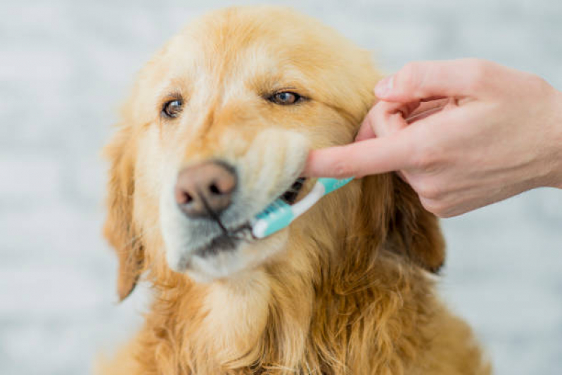 Odonto para Cachorro Preços Parque dos Pomares - Odontologia Pet