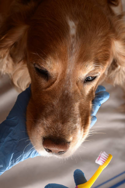 Odonto para Cachorro Valores Jardim Bela Vista - Odontologia para Cães
