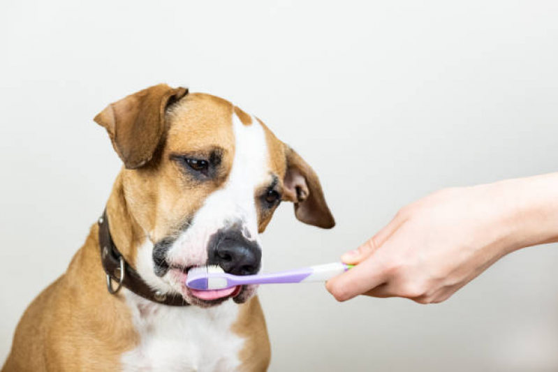 Odonto para Cachorro Jardim Magnólia - Odontologia para Pets