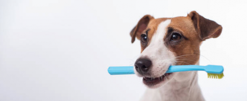 Odonto para Cães e Gatos Vila Marieta - Odontologia Animal Campinas