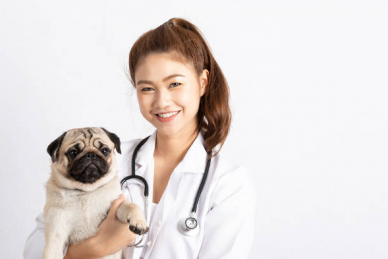 Odonto para Cães Vila 31 de Março - Odontologia Veterinária