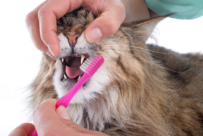 Odonto para Gatos Parque Taquaral - Odontologia para Cachorros de Médio Porte
