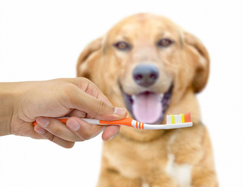 Odonto Veterinária Orçamento Taquaral - Odontologia para Cachorros de Médio Porte