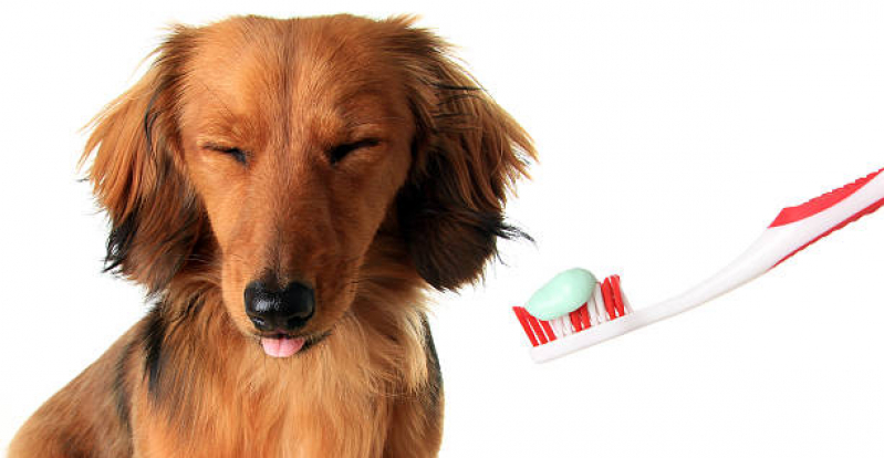 Odonto Veterinária Cambuí - Odonto para Cães
