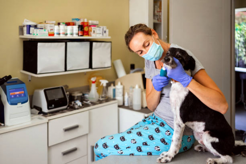 Odontologia Cachorro Preços Cidade Satélite Íris - Odontologia para Cães