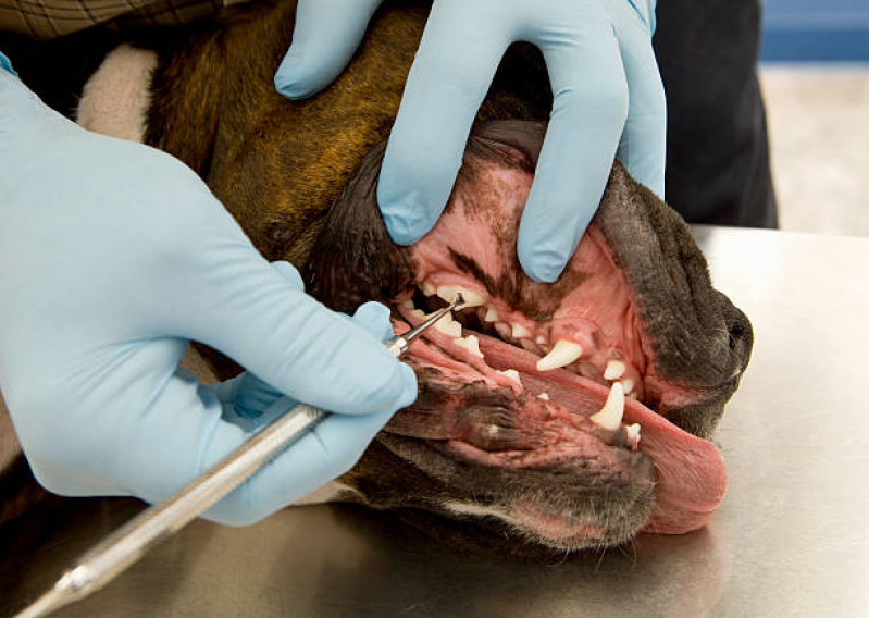 Odontologia Cachorro Valores Jardim das Andorinhas - Odontologia Pet