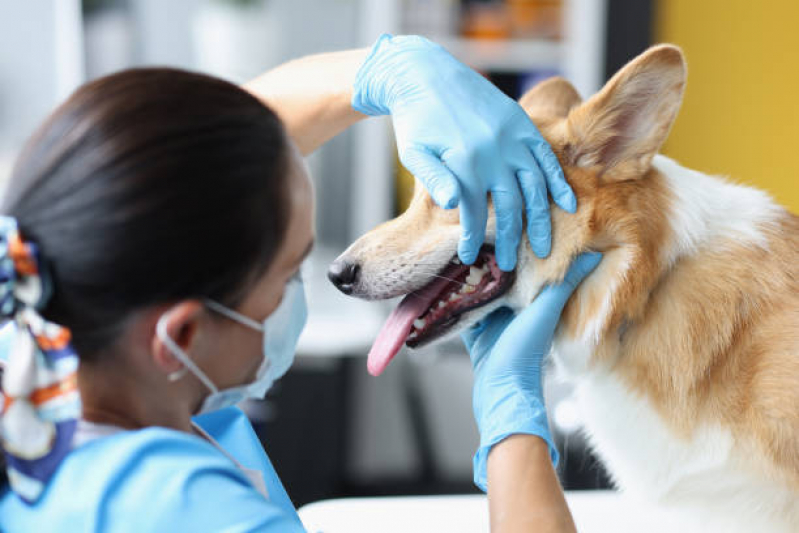 Odontologia Cachorro Jardim São Gabriel - Odontologia para Cães