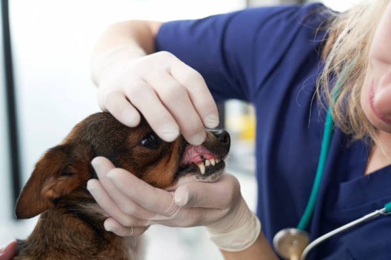 Odontologia Cachorros Orçamento Jardim Aeronave - Odonto Veterinária