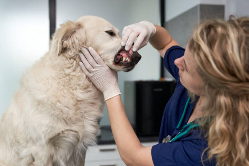 Odontologia Cachorros Jardim Anton Von Zuben - Odontologia para Cachorros de Médio Porte