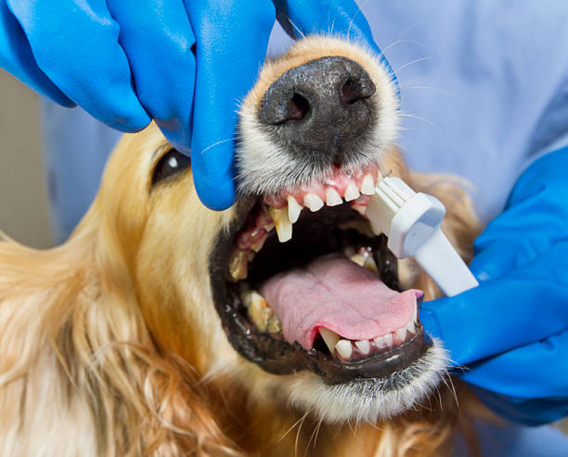 Odontologia Cães e Gatos Preços Parque Industrial - Odontologia para Animais Silvestres