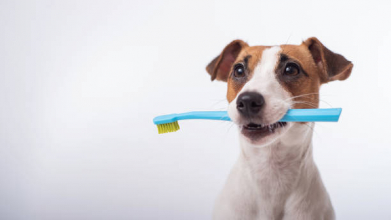Odontologia Cães e Gatos Cidade Satélite Íris - Odontologia para Animais Exóticos
