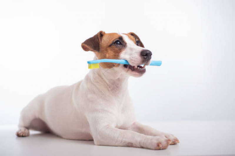 Odontologia Gato Preços Vila Rica - Odontologia para Cachorros de Médio Porte