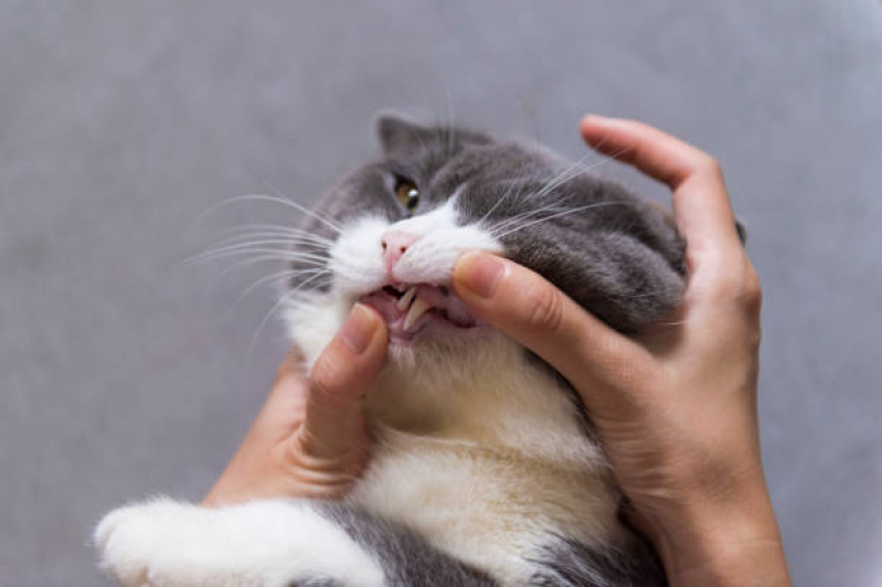 Odontologia Gato Jardim Cristina - Odonto para Animais