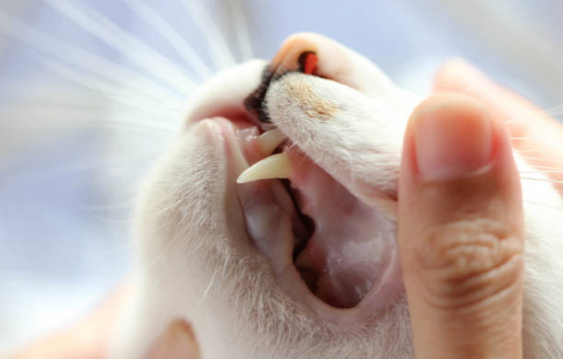 Odontologia para Animais Domésticos Orçamento Chácara da Barra - Odontologia para Animais Domésticos