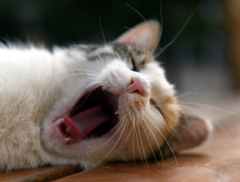 Odontologia para Animais Domésticos Jardim Miranda - Odontologia para Gatos e Cães