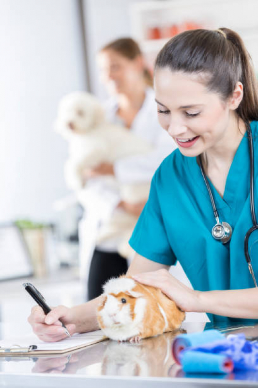 Odontologia para Animais Exóticos Santa Cruz - Odontologia para Animais Domésticos