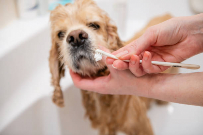 Odontologia para Cachorro Valores Jardim São José - Odontologia para Cães e Gatos