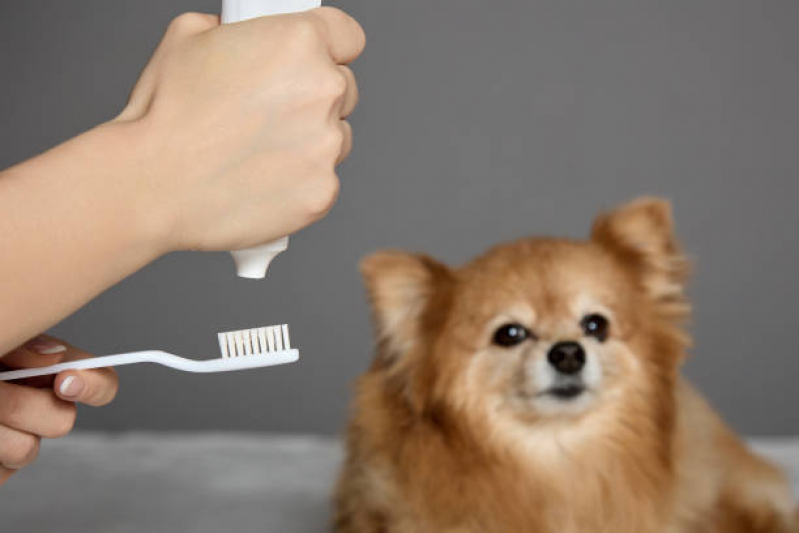 Odontologia para Cachorros de Médio Porte Orçamento Parque Santa Bárbara - Odonto Pet