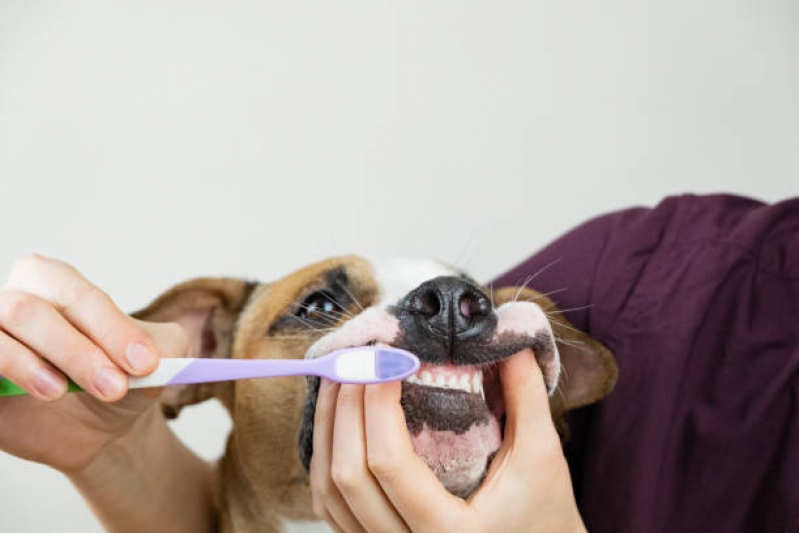 Odontologia para Cachorros de Médio Porte Cidade Satélite Íris - Odontologia Animal São Paulo