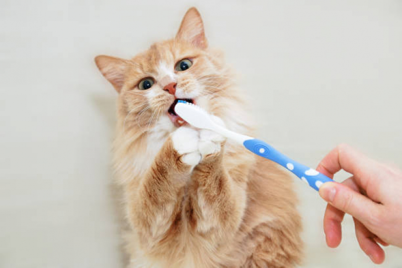 Odontologia para Cachorros e Gatos Notre Dame - Odontologia Veterinária para Cachorros