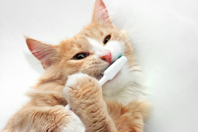 Odontologia para Cães e Gatos Jardim Capivari - Odontologia para Gato