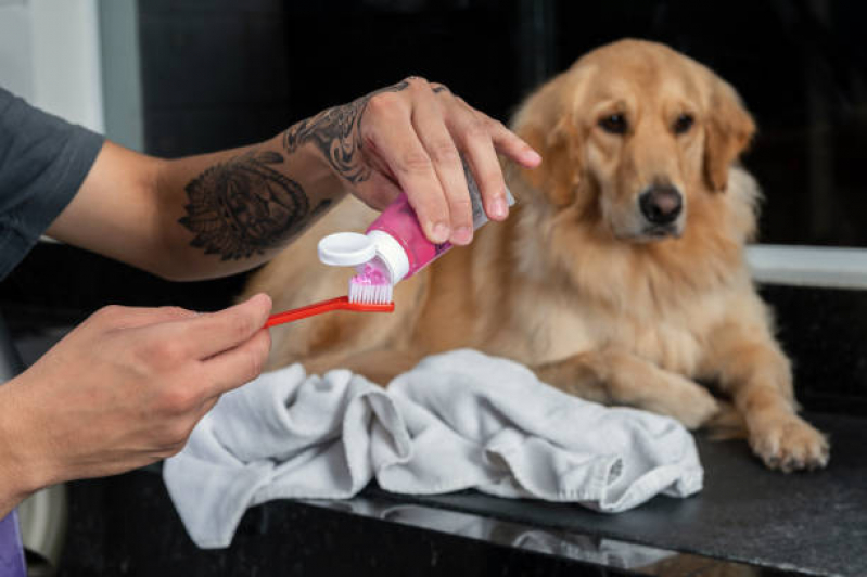 Odontologia para Cães Valores Vila IAPI - Odonto para Cachorro