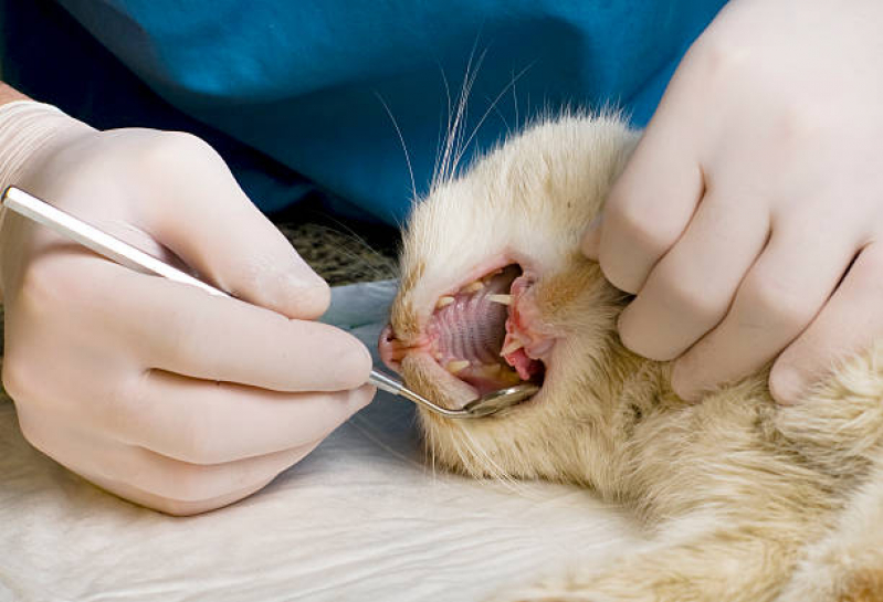 Odontologia para Gato Valores Parque Fazendinha - Odontologia para Gato
